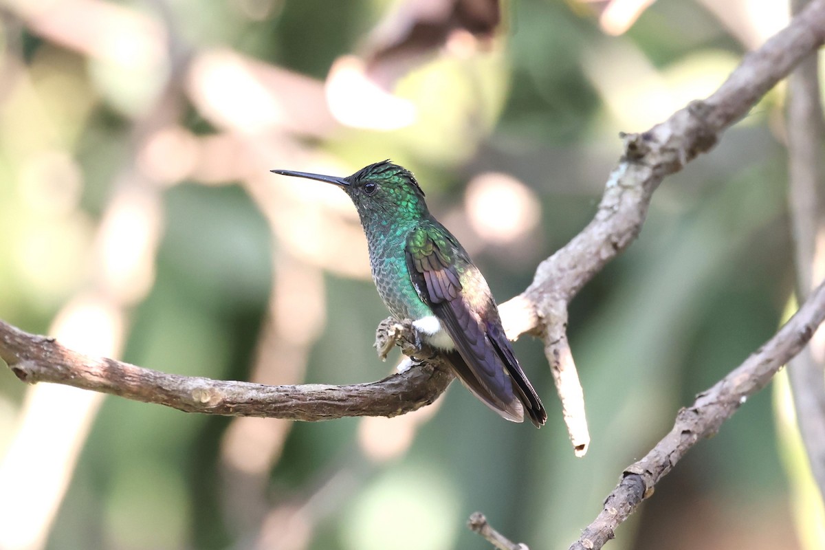 Blue-tailed Hummingbird - ML617424487