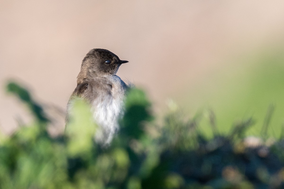 Northern Rough-winged Swallow - ML617424495