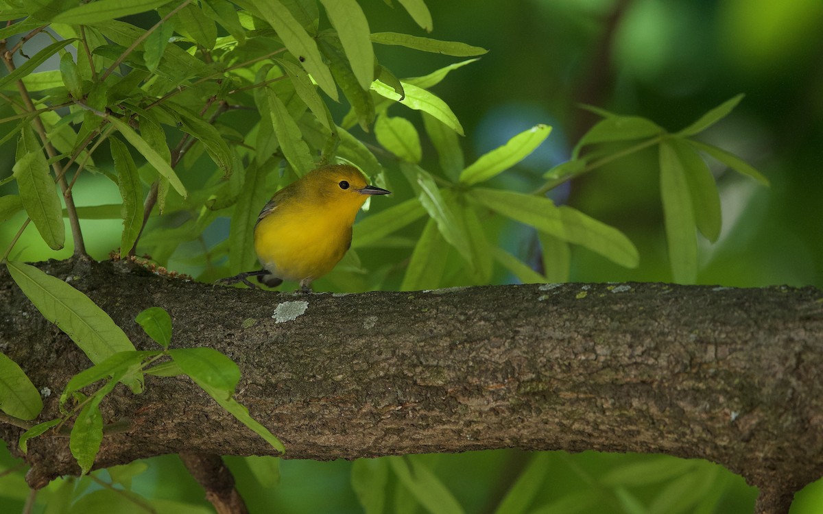 Prothonotary Warbler - ML617424539