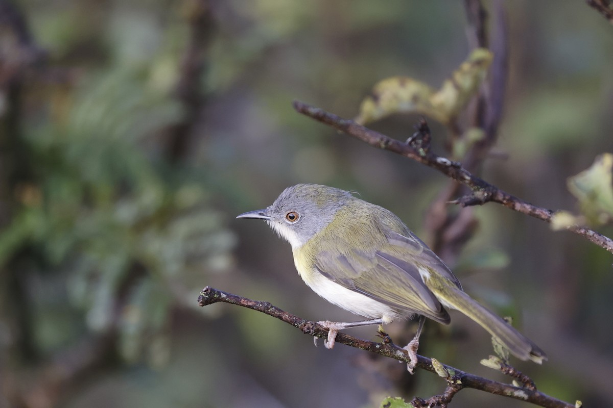 Yellow-breasted Apalis - ML617424566