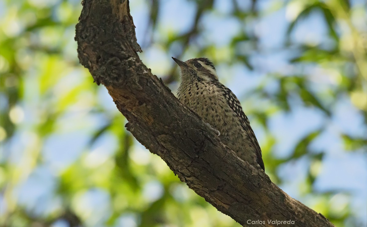 Checkered Woodpecker - ML617424608