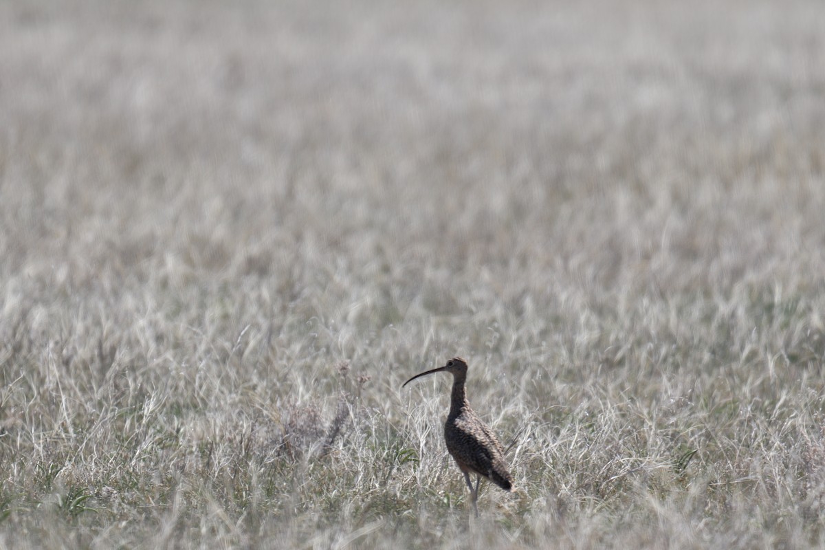 Long-billed Curlew - ML617424631