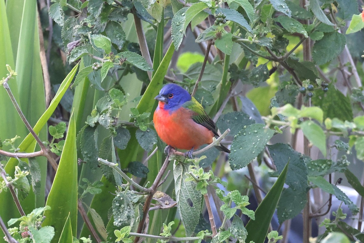 Painted Bunting - ML617424633