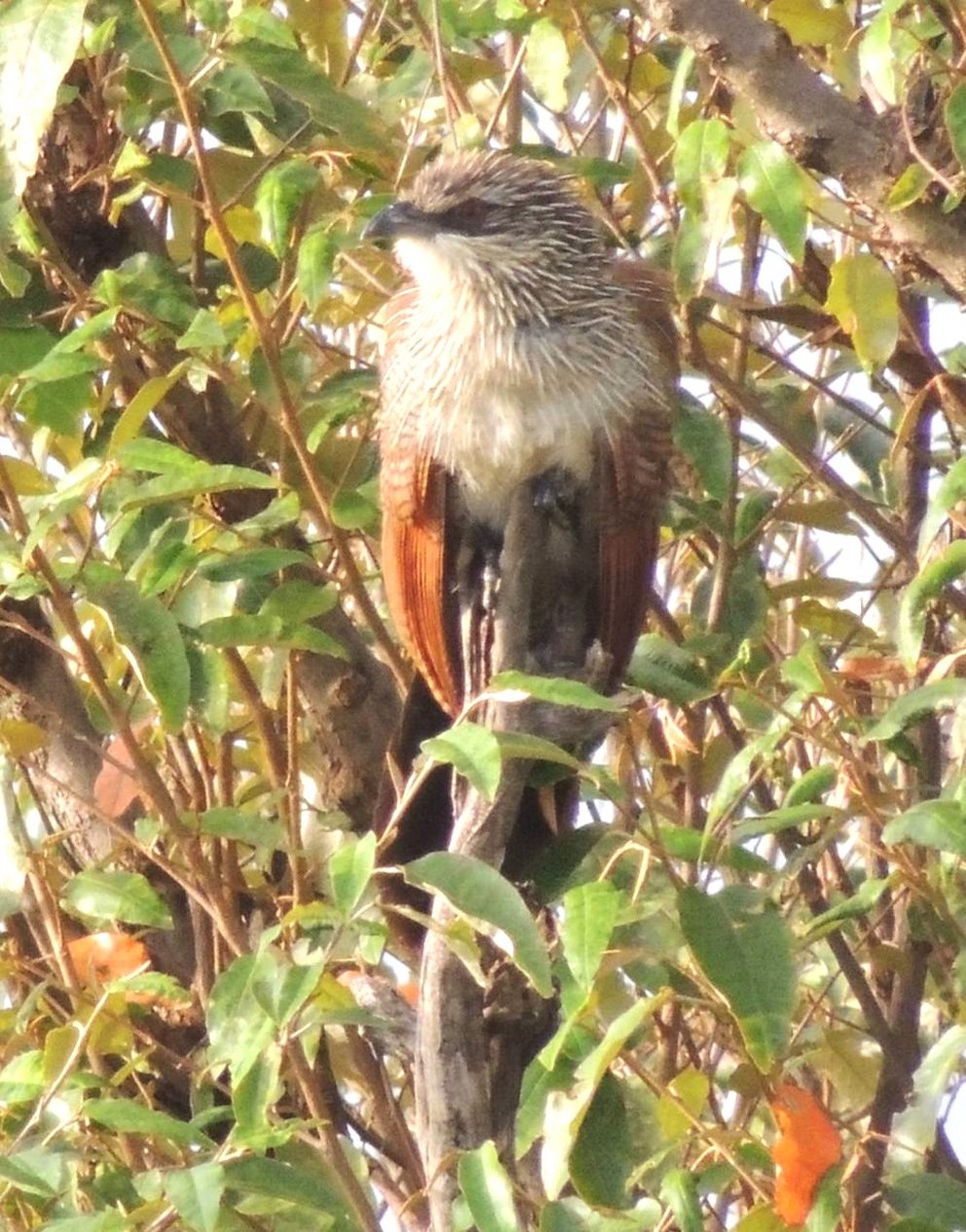 White-browed Coucal - ML617424646