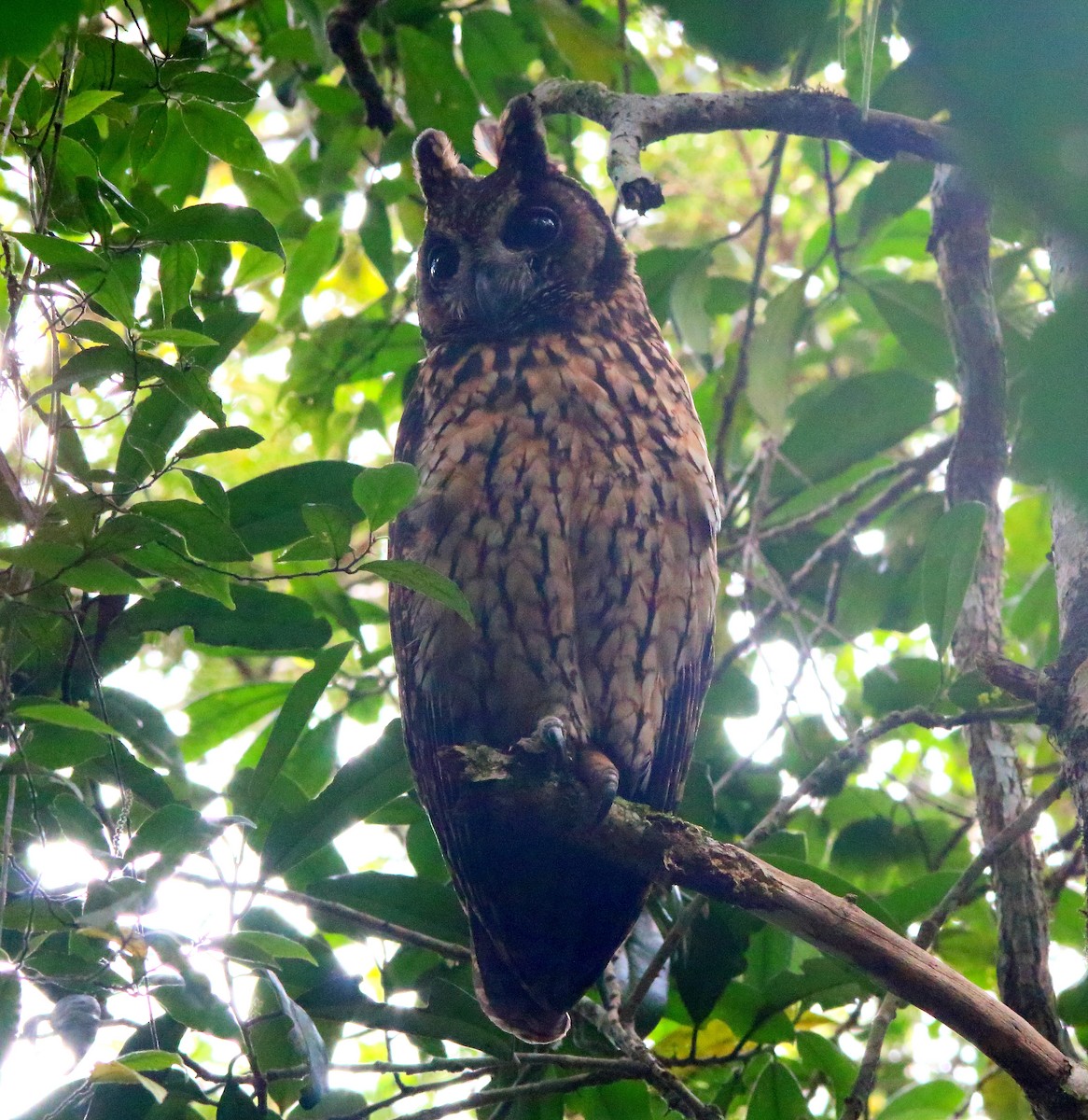 Madagascar Owl - ML617424758