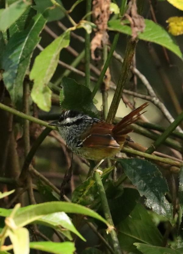 Rufous-tailed Antbird - ML617424796