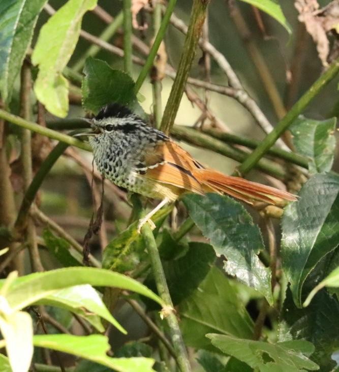 Rufous-tailed Antbird - ML617424797