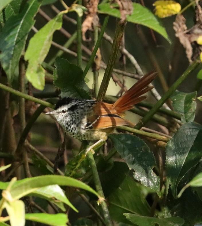 Rufous-tailed Antbird - ML617424798
