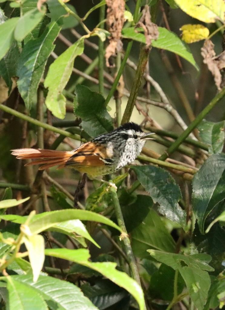 Rufous-tailed Antbird - ML617424799