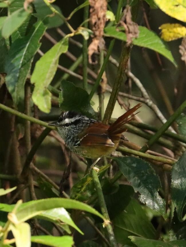 Rufous-tailed Antbird - ML617424800