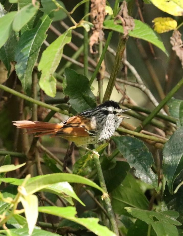 Rufous-tailed Antbird - ML617424801