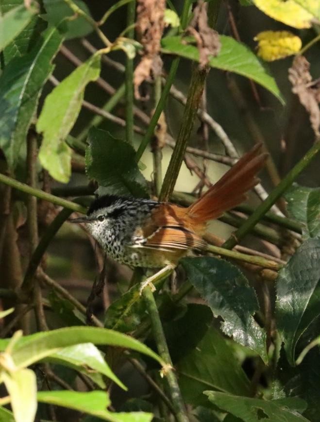Rufous-tailed Antbird - ML617424802