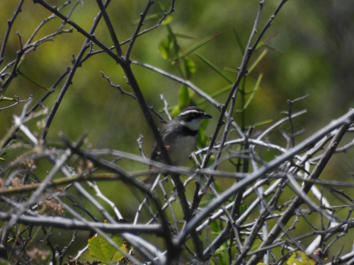 Collared Warbling Finch - Kevin Tapia