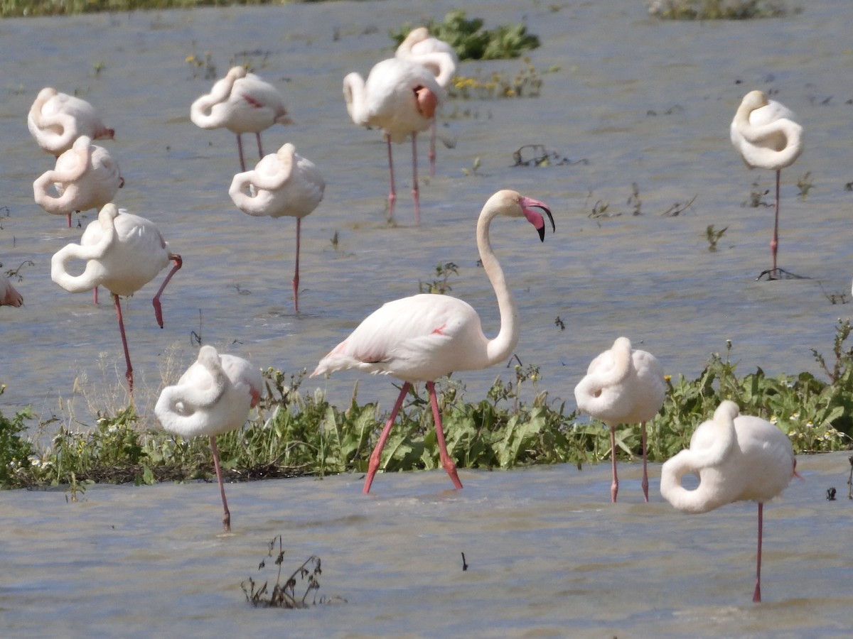 Greater Flamingo - ML617424950