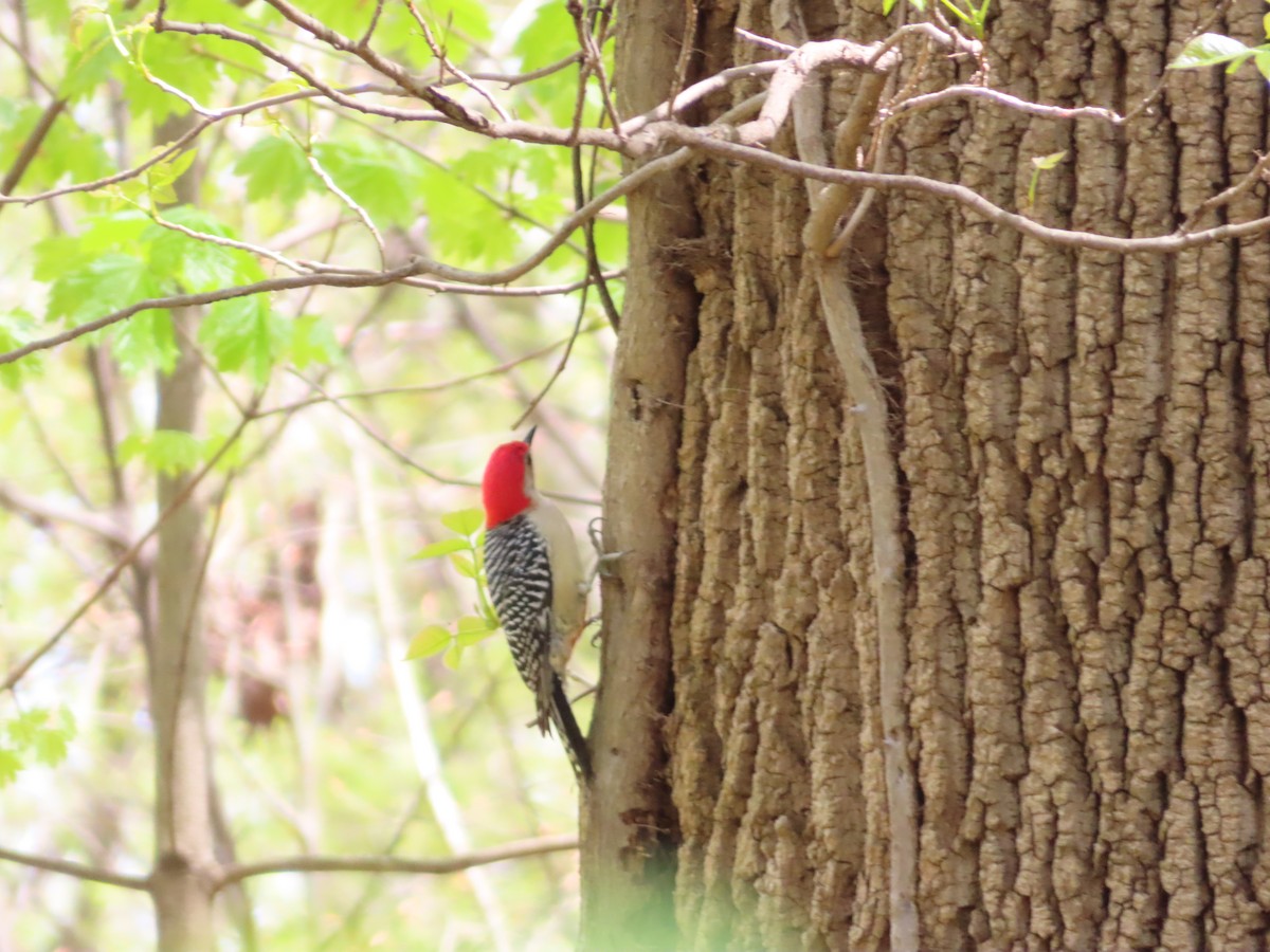 Red-bellied Woodpecker - ML617424998