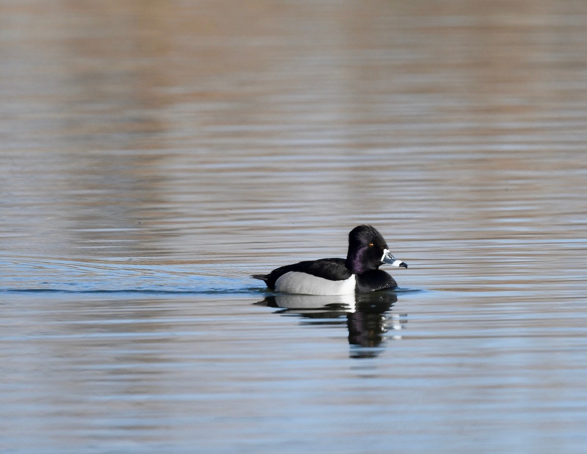 Ring-necked Duck - Win Ahrens