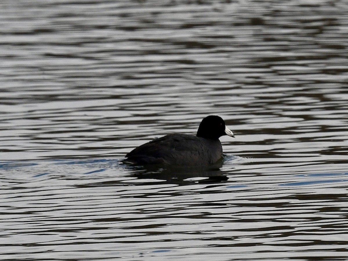 American Coot - Win Ahrens
