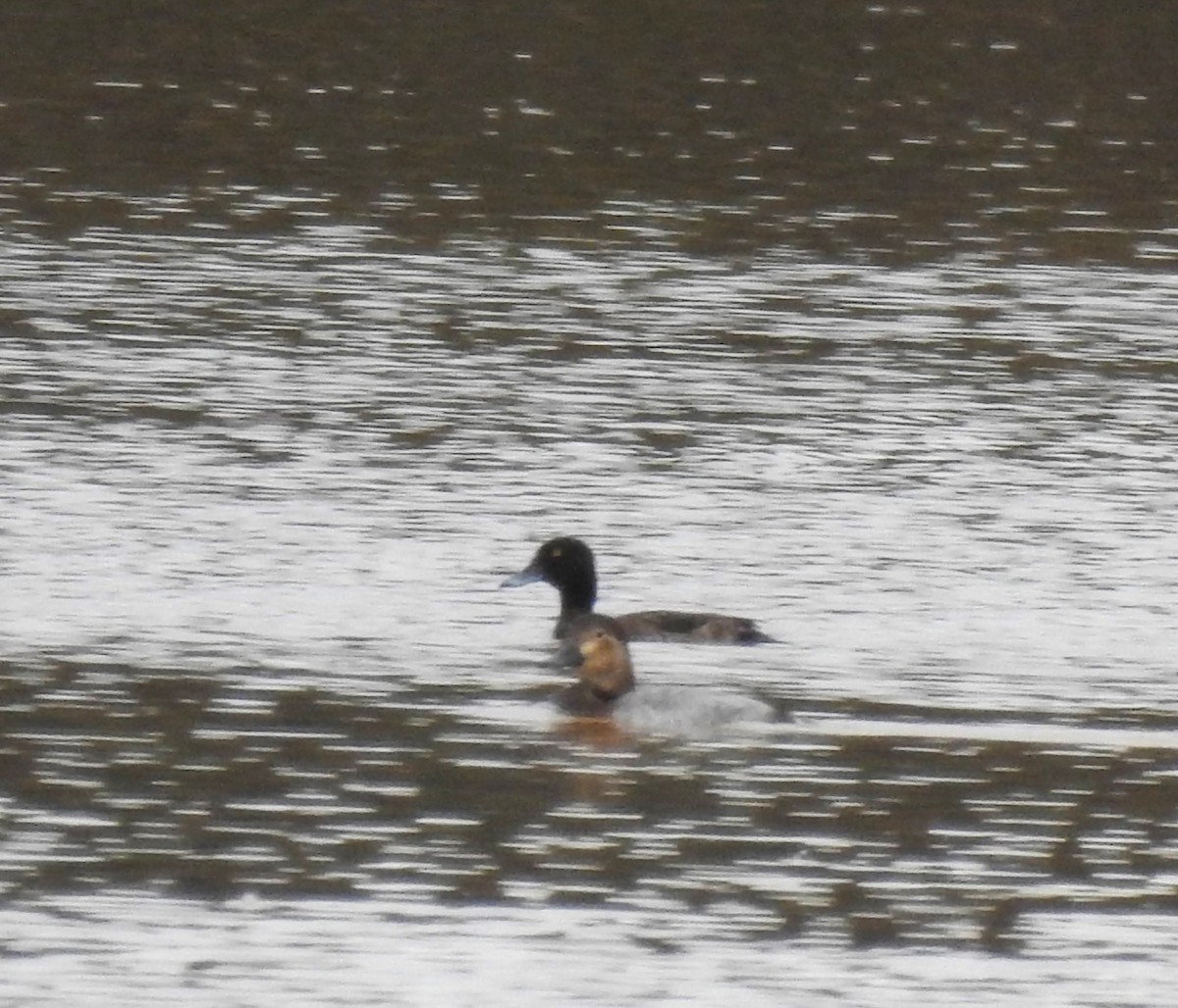 Tufted Duck - ML617425040