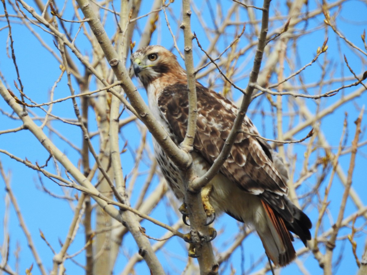 Red-tailed Hawk - ML617425063