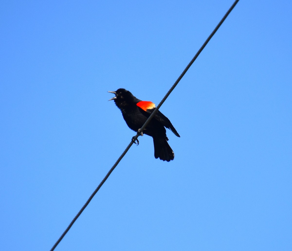 Red-winged Blackbird - ML617425144