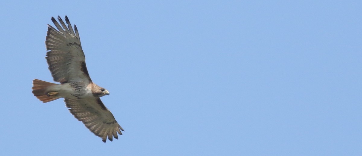 Red-tailed Hawk (borealis) - Andrew Dreelin