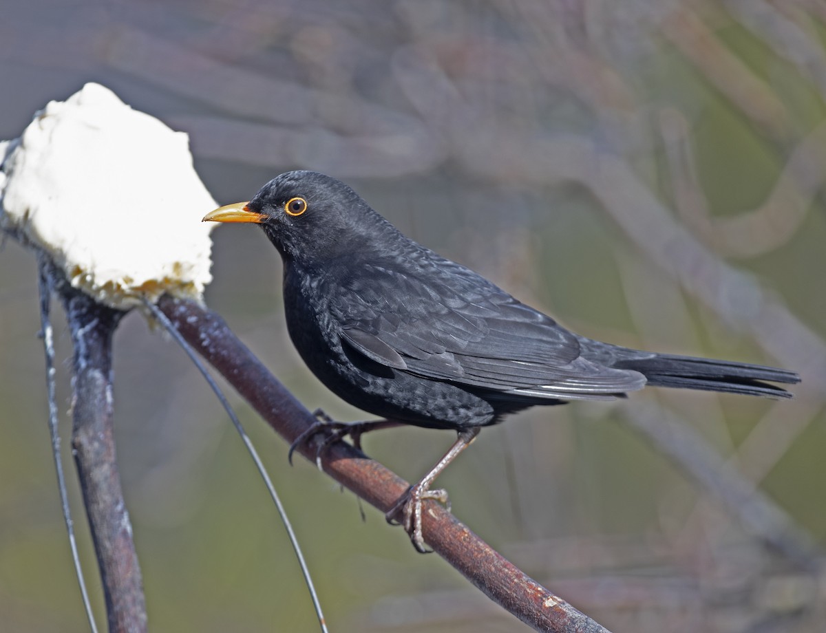 Eurasian Blackbird - Christer Sundström