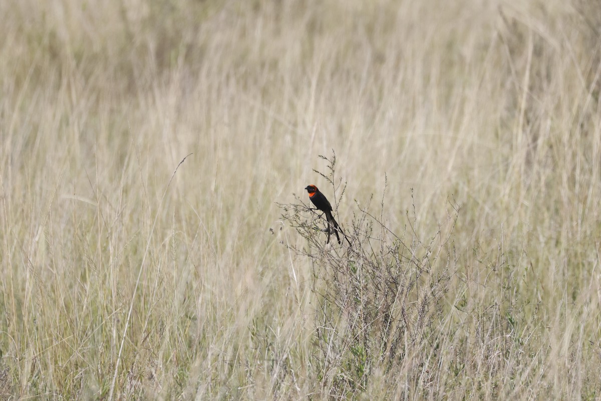 Red-cowled Widowbird - Mario Garcia