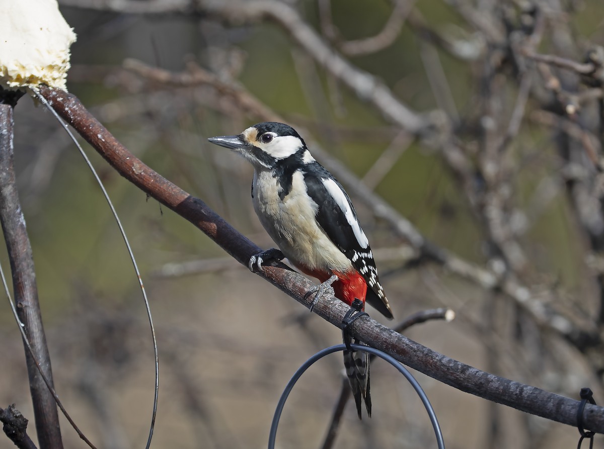 Great Spotted Woodpecker - Christer Sundström