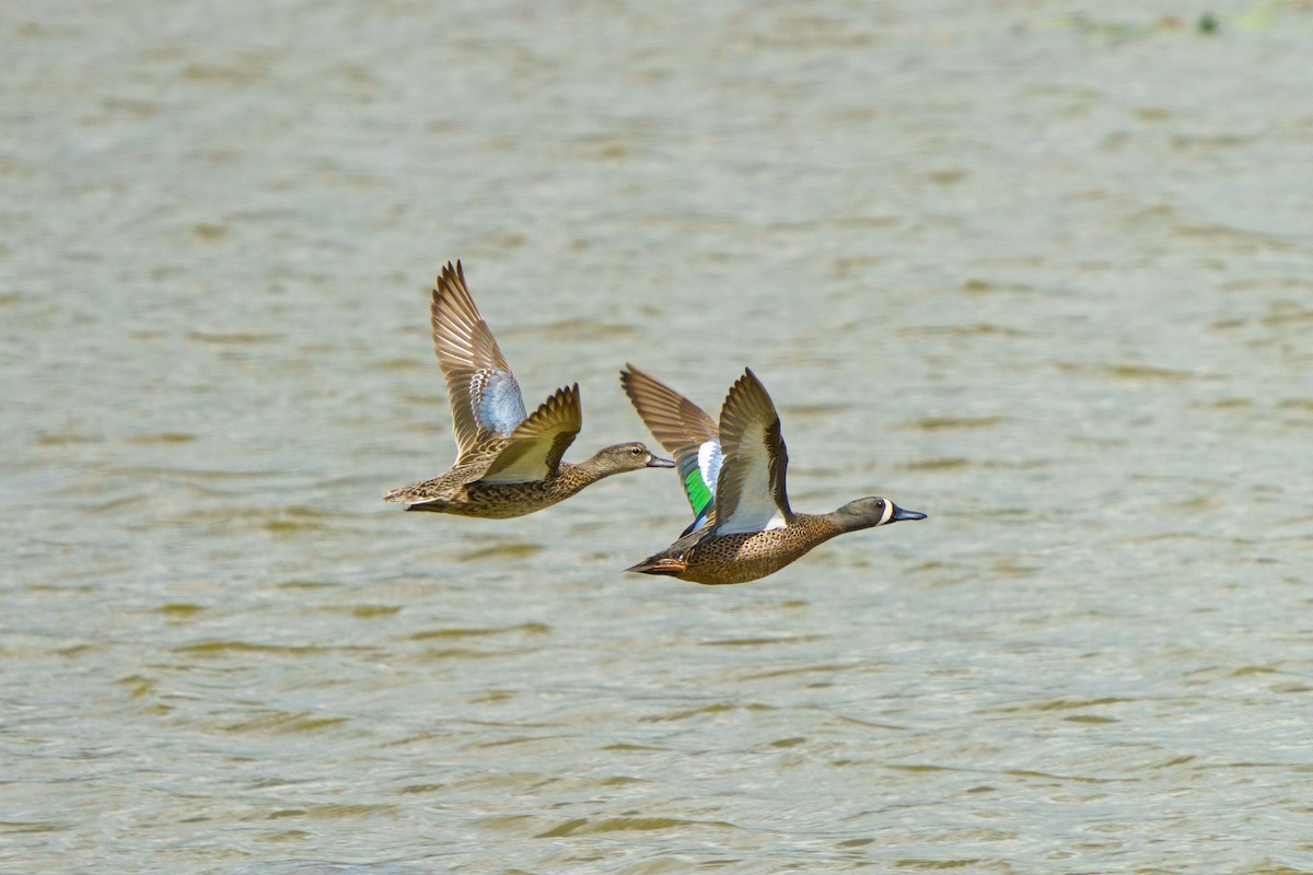 Blue-winged Teal - ML617425294