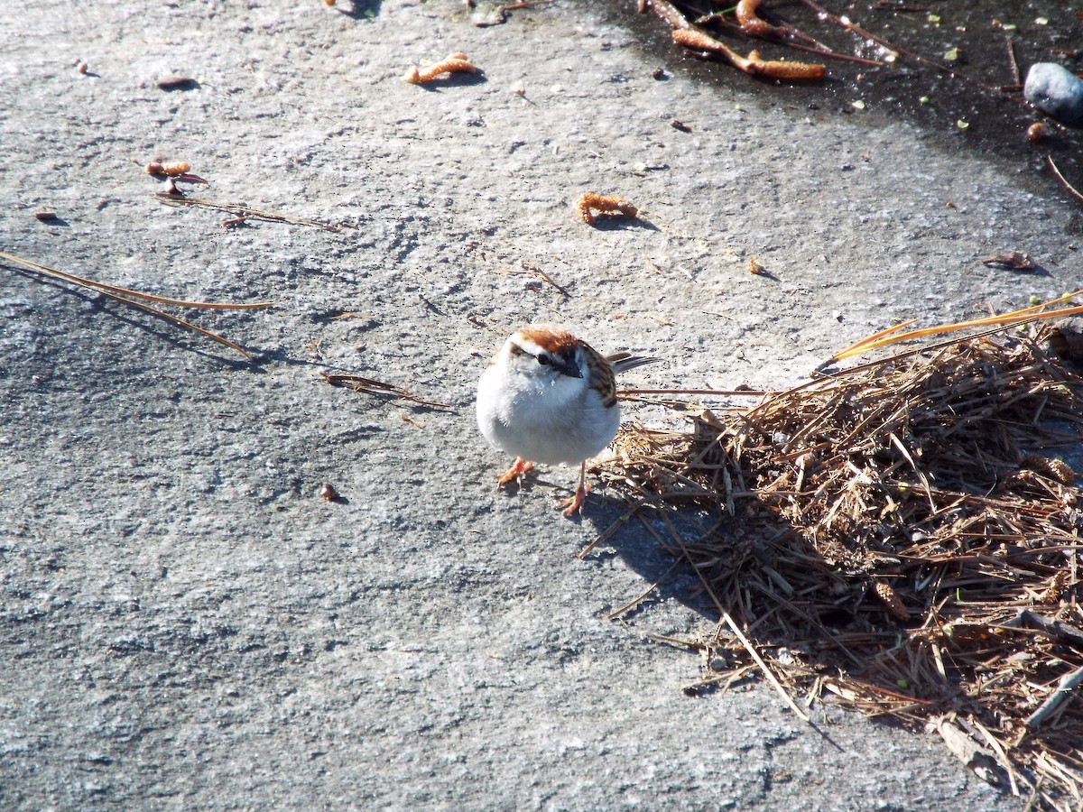 Chipping Sparrow - ML617425314