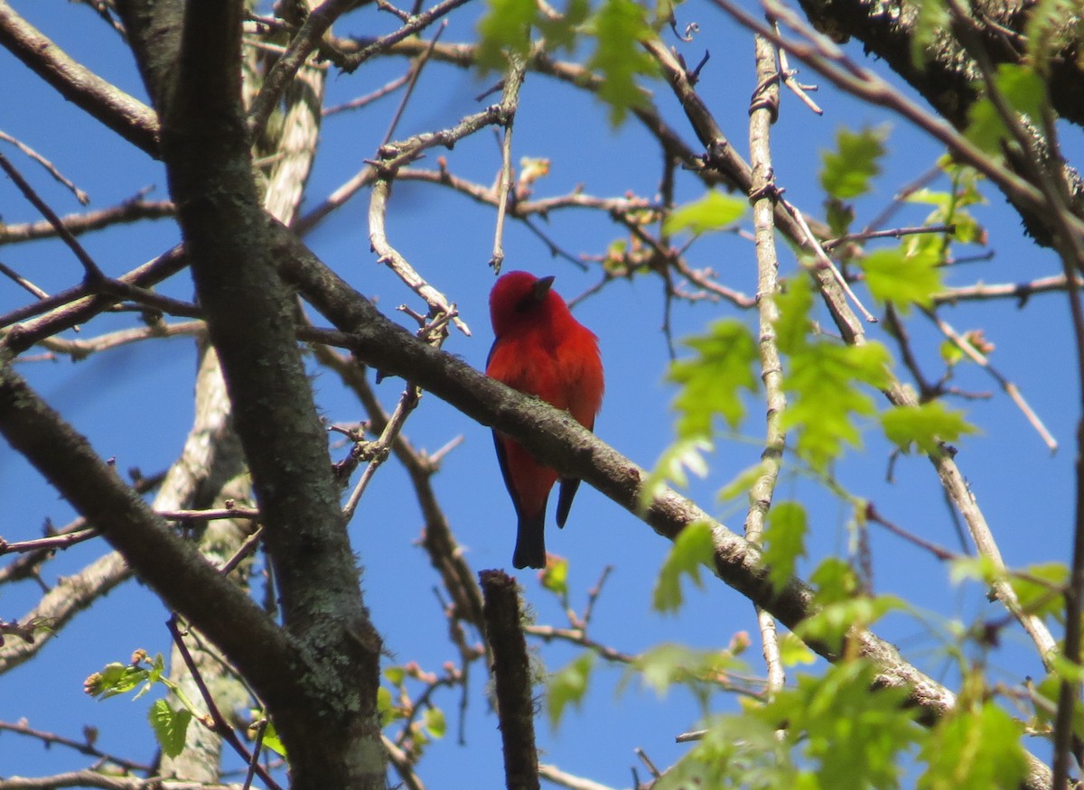 Scarlet Tanager - ML617425366