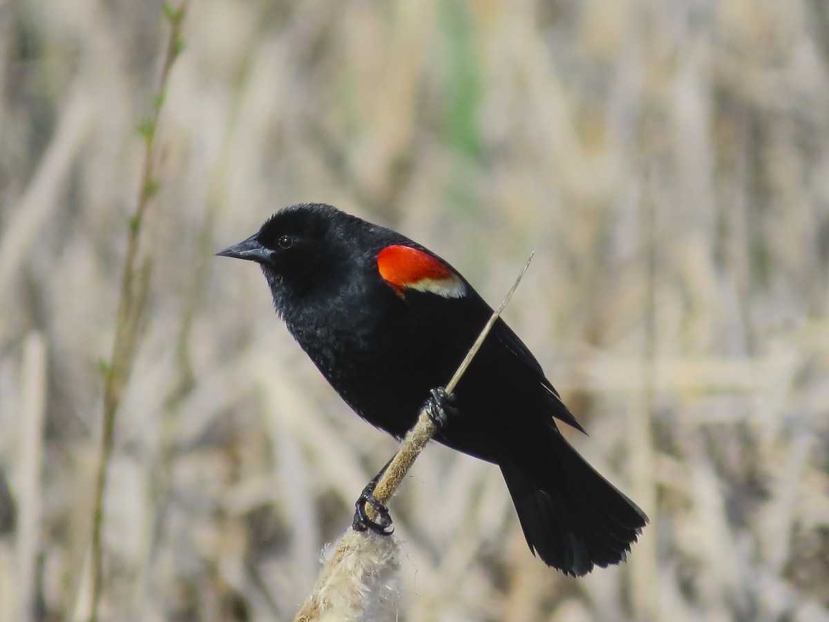 Red-winged Blackbird - ML617425414