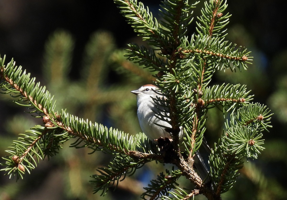 Chipping Sparrow - ML617425499