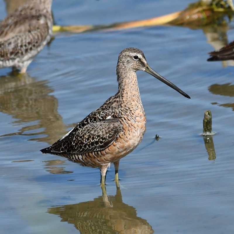 Long-billed Dowitcher - ML617425580