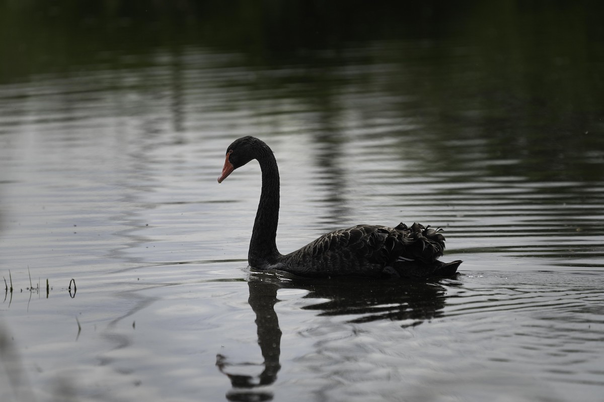 Black Swan - ML617425662