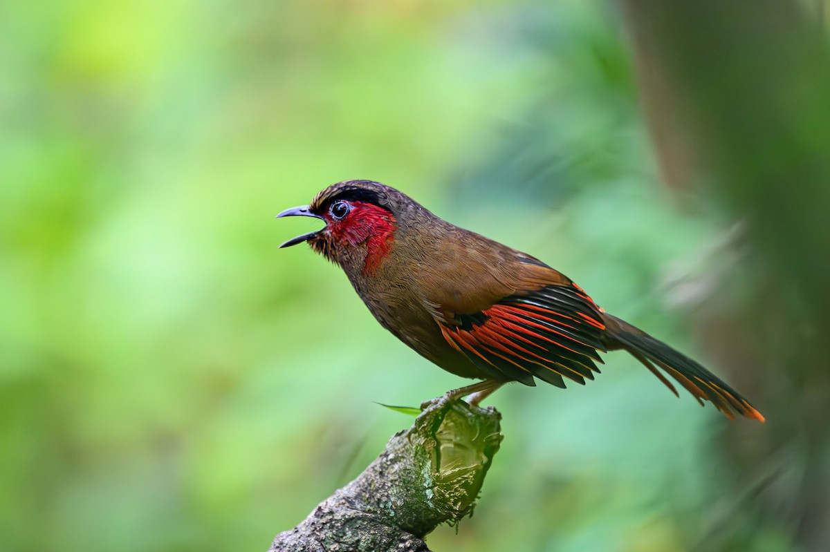 Red-faced Liocichla - ML617425704