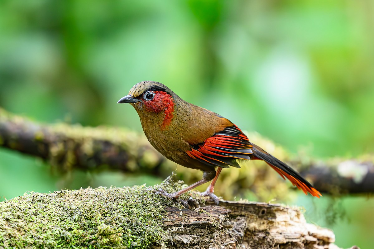 Red-faced Liocichla - ML617425705