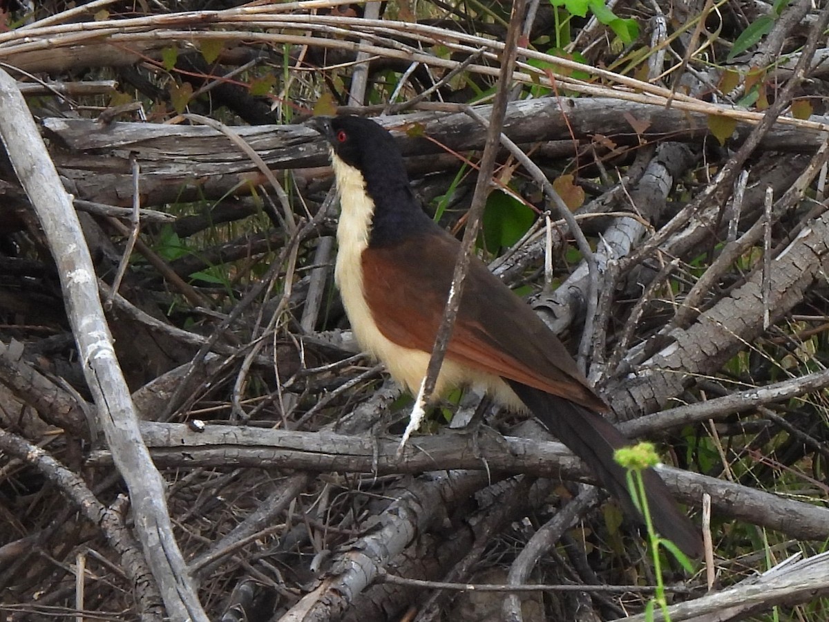 Coppery-tailed Coucal - ML617425737