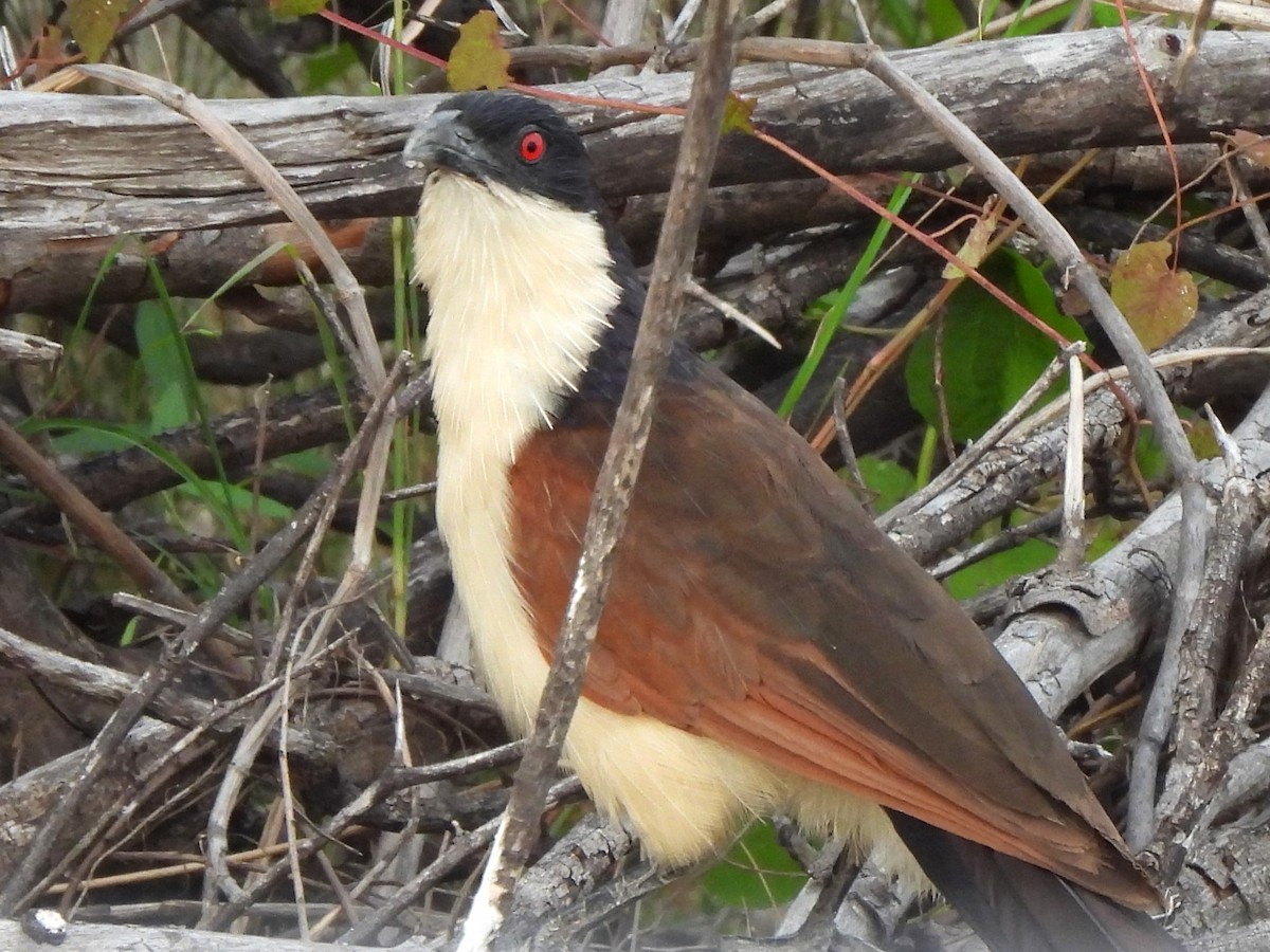 Coppery-tailed Coucal - ML617425738