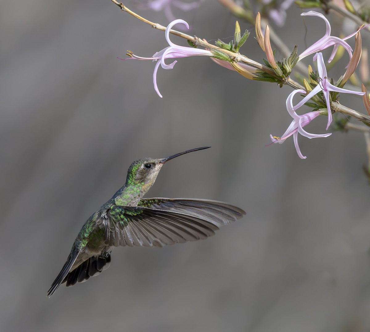 Broad-billed Hummingbird - ML617425789