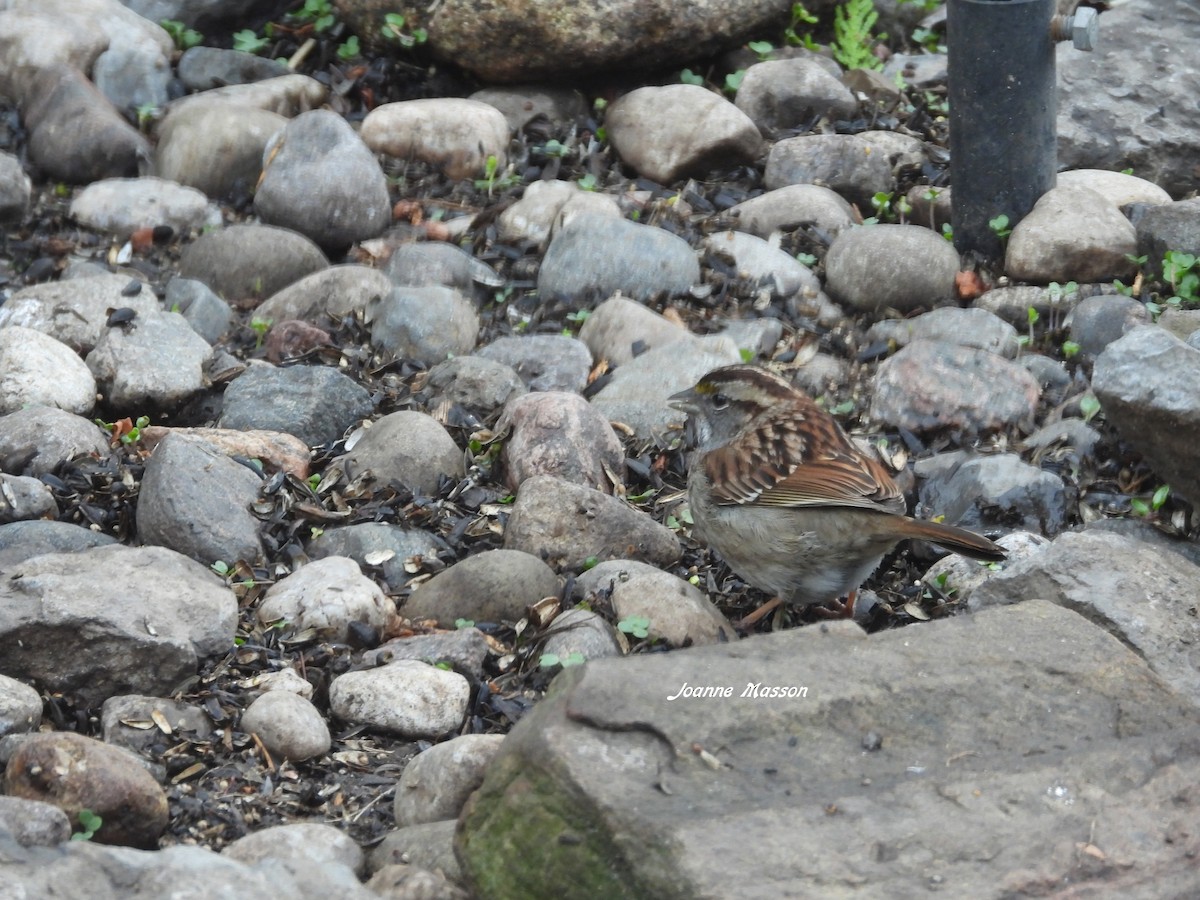 White-throated Sparrow - ML617425823