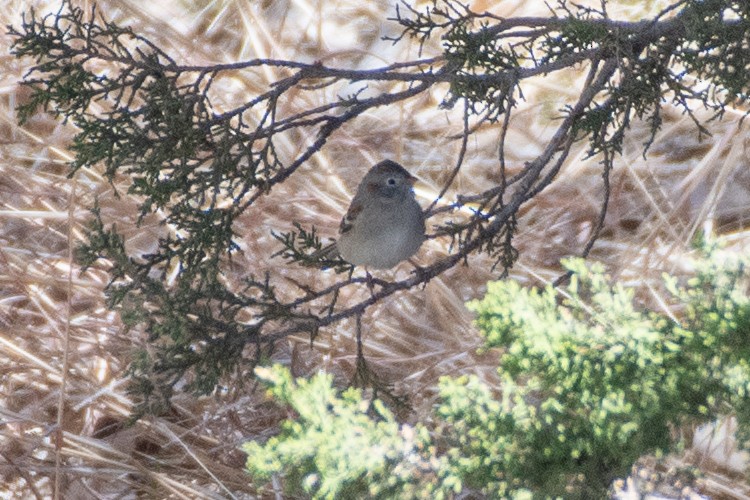 Field Sparrow - ML617425824