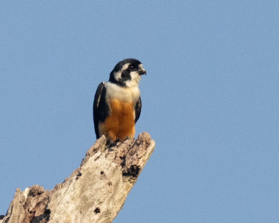 Black-thighed Falconet - Dixie Sommers
