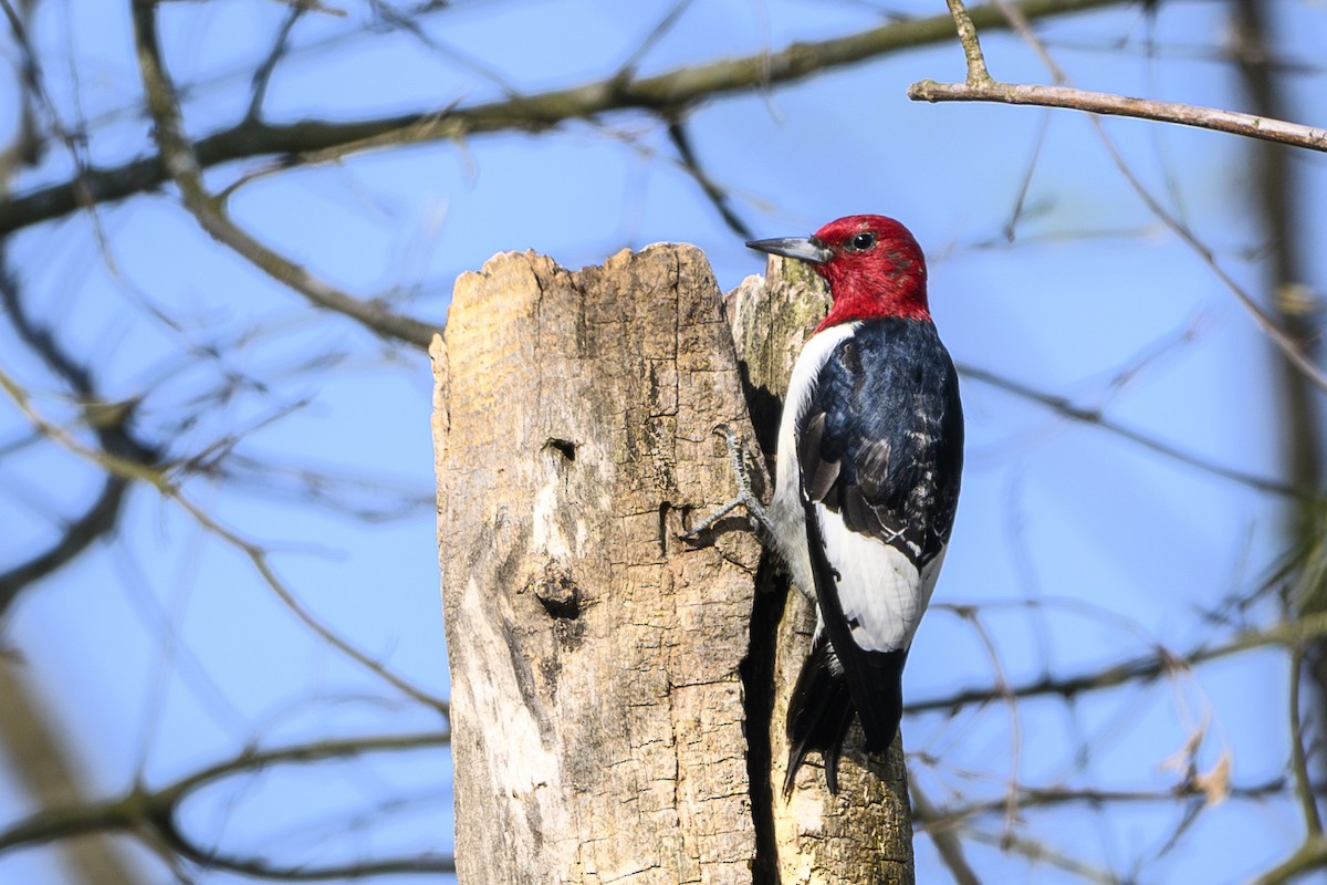 Red-headed Woodpecker - ML617425858