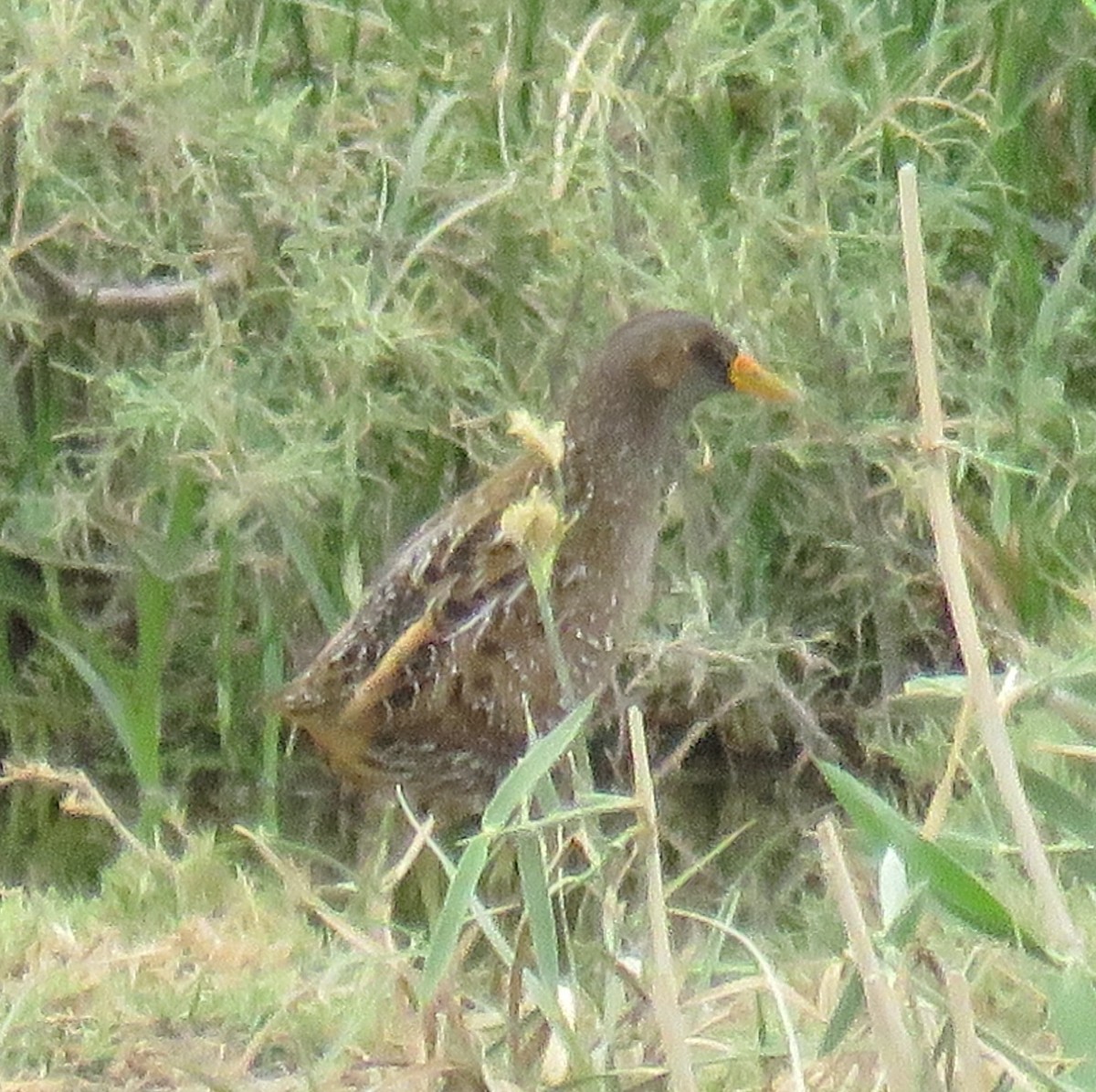 Spotted Crake - ML617425924