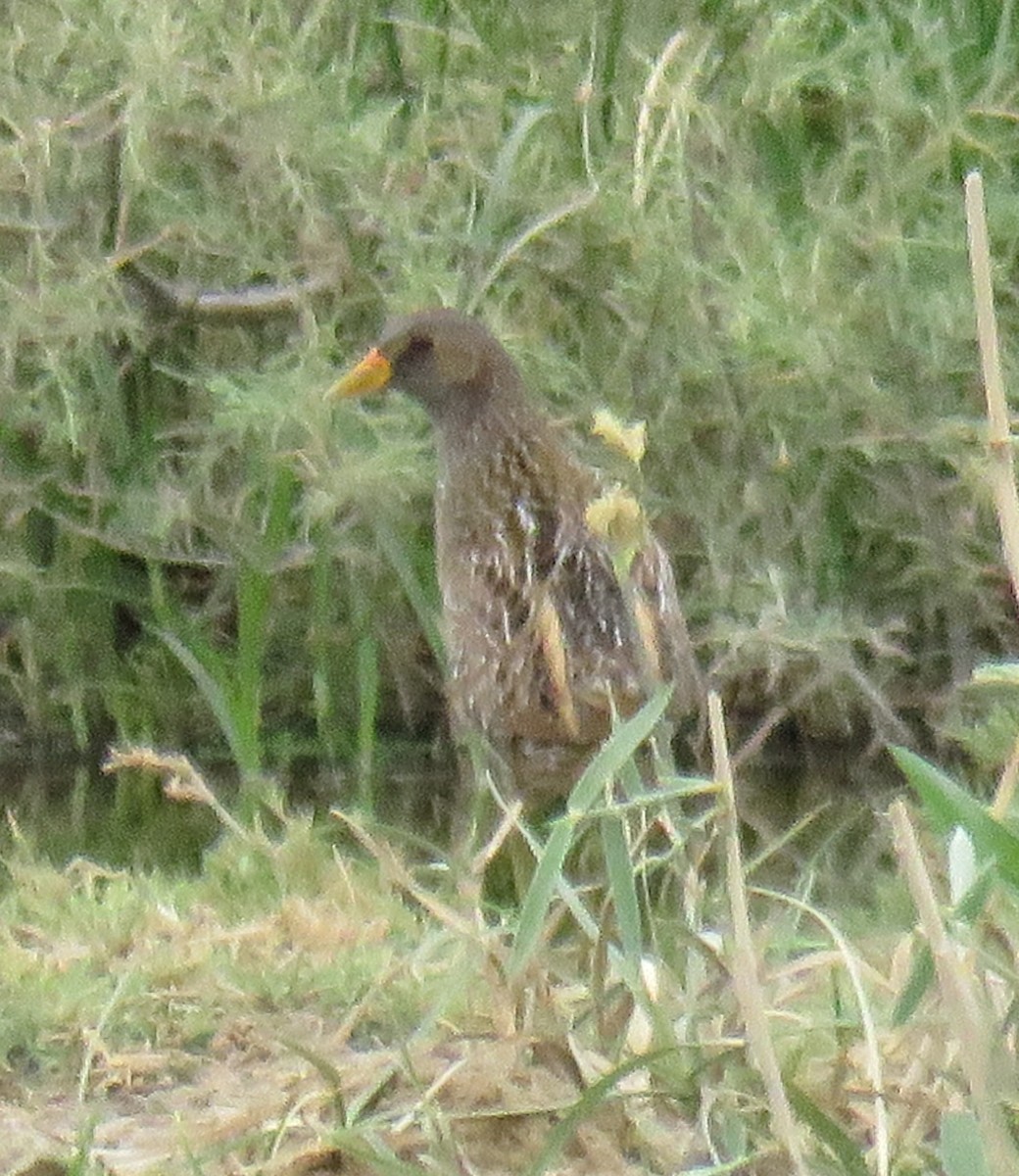 Spotted Crake - ML617425925