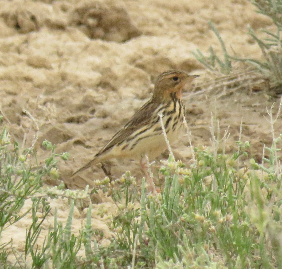 Red-throated Pipit - ML617425992
