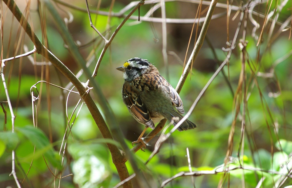 White-throated Sparrow - chuck gehringer