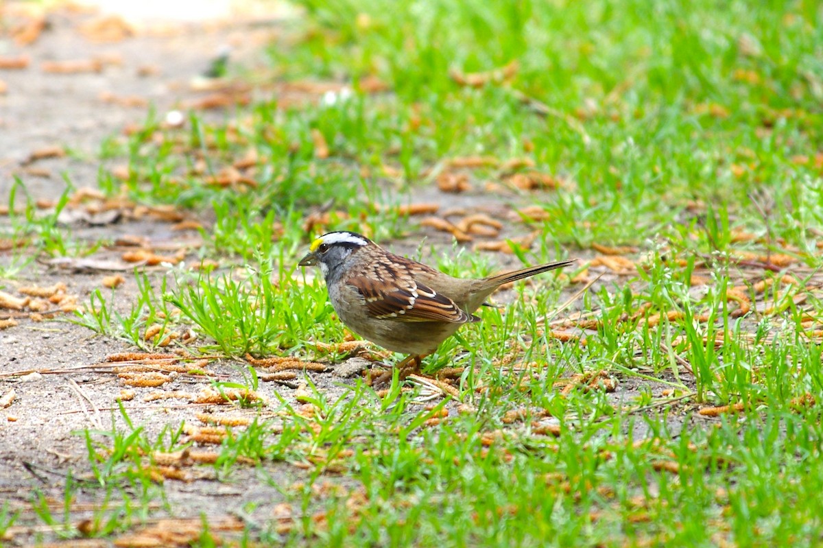 White-throated Sparrow - chuck gehringer