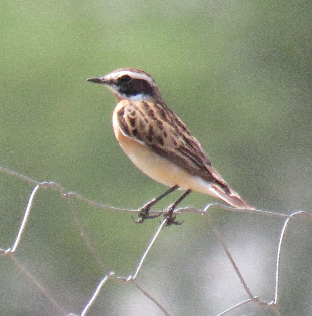 Whinchat - ML617426138